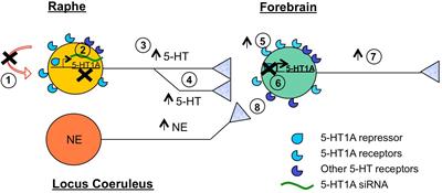 Overcoming Resistance to Selective Serotonin Reuptake Inhibitors: Targeting Serotonin, Serotonin-1A Receptors and Adult Neuroplasticity